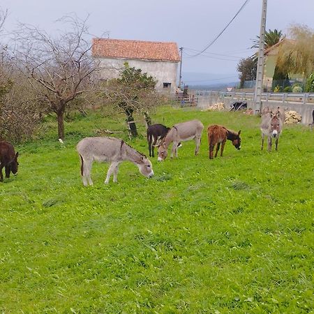 Los Sauces De La Fuente Santillana del Mar Eksteriør billede